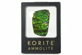 Iridescent Ammolite (Fossil Ammonite Shell) - Brilliant Greens #336274-1